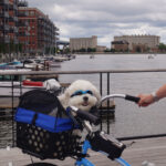 BIKASE Pet Basket - Image 9
